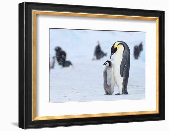 Snow Hill Island, Antarctica. Emperor penguin parent with juvenile.-Dee Ann Pederson-Framed Photographic Print