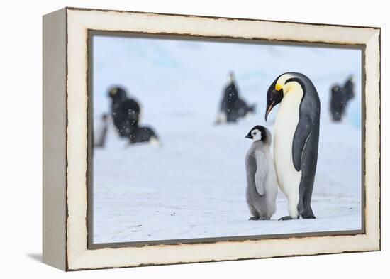 Snow Hill Island, Antarctica. Emperor penguin parent with juvenile.-Dee Ann Pederson-Framed Premier Image Canvas