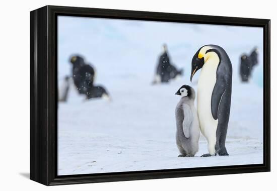 Snow Hill Island, Antarctica. Emperor penguin parent with juvenile.-Dee Ann Pederson-Framed Premier Image Canvas