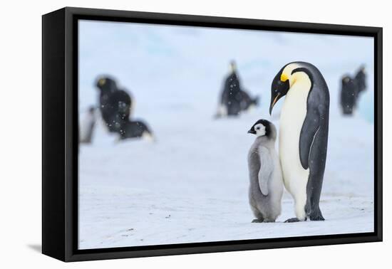 Snow Hill Island, Antarctica. Emperor penguin parent with juvenile.-Dee Ann Pederson-Framed Premier Image Canvas