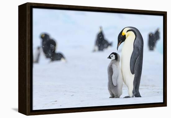 Snow Hill Island, Antarctica. Emperor penguin parent with juvenile.-Dee Ann Pederson-Framed Premier Image Canvas