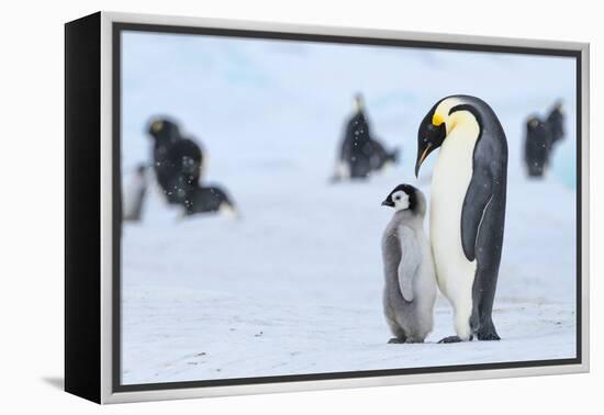 Snow Hill Island, Antarctica. Emperor penguin parent with juvenile.-Dee Ann Pederson-Framed Premier Image Canvas