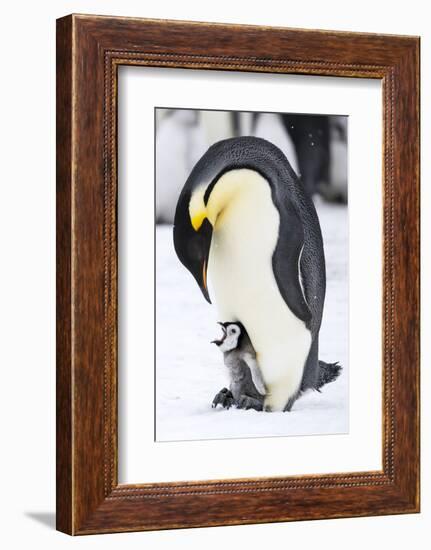 Snow Hill Island, Antarctica. Emperor penguin parent with tiny chick on feet begging.-Dee Ann Pederson-Framed Photographic Print