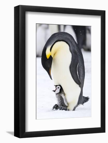 Snow Hill Island, Antarctica. Emperor penguin parent with tiny chick on feet begging.-Dee Ann Pederson-Framed Photographic Print