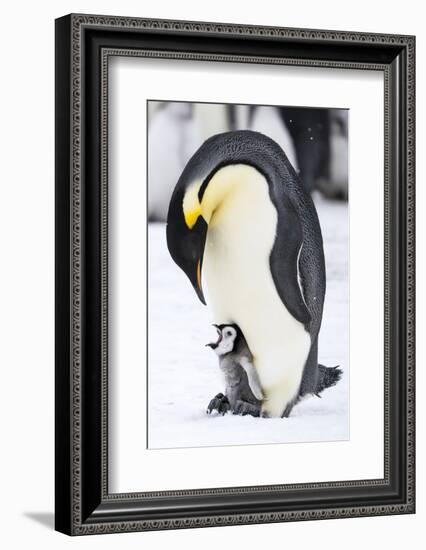 Snow Hill Island, Antarctica. Emperor penguin parent with tiny chick on feet begging.-Dee Ann Pederson-Framed Photographic Print