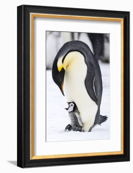 Snow Hill Island, Antarctica. Emperor penguin parent with tiny chick on feet begging.-Dee Ann Pederson-Framed Photographic Print