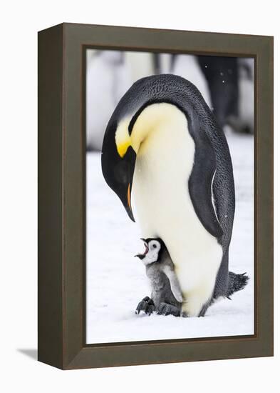 Snow Hill Island, Antarctica. Emperor penguin parent with tiny chick on feet begging.-Dee Ann Pederson-Framed Premier Image Canvas