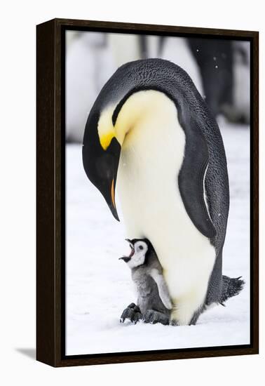 Snow Hill Island, Antarctica. Emperor penguin parent with tiny chick on feet begging.-Dee Ann Pederson-Framed Premier Image Canvas