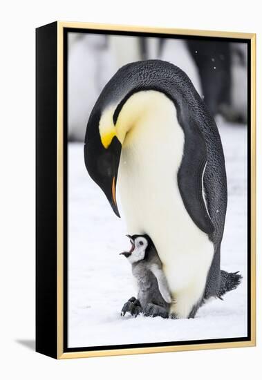 Snow Hill Island, Antarctica. Emperor penguin parent with tiny chick on feet begging.-Dee Ann Pederson-Framed Premier Image Canvas