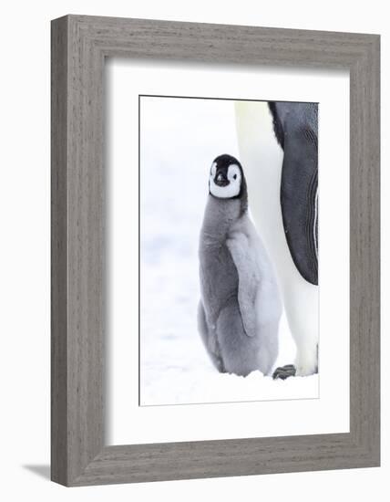 Snow Hill Island, Antarctica. Juvenile emperor penguin chick stays close to its parent.-Dee Ann Pederson-Framed Photographic Print