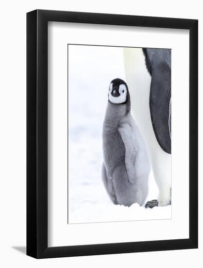 Snow Hill Island, Antarctica. Juvenile emperor penguin chick stays close to its parent.-Dee Ann Pederson-Framed Photographic Print