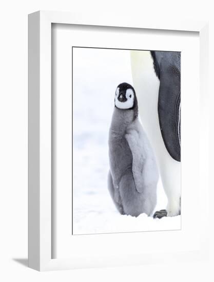 Snow Hill Island, Antarctica. Juvenile emperor penguin chick stays close to its parent.-Dee Ann Pederson-Framed Photographic Print