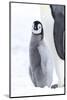 Snow Hill Island, Antarctica. Juvenile emperor penguin chick stays close to its parent.-Dee Ann Pederson-Mounted Photographic Print