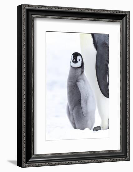 Snow Hill Island, Antarctica. Juvenile emperor penguin chick stays close to its parent.-Dee Ann Pederson-Framed Photographic Print