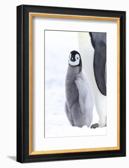 Snow Hill Island, Antarctica. Juvenile emperor penguin chick stays close to its parent.-Dee Ann Pederson-Framed Photographic Print