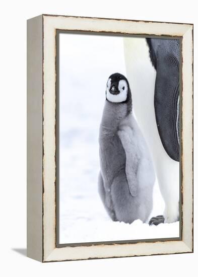 Snow Hill Island, Antarctica. Juvenile emperor penguin chick stays close to its parent.-Dee Ann Pederson-Framed Premier Image Canvas