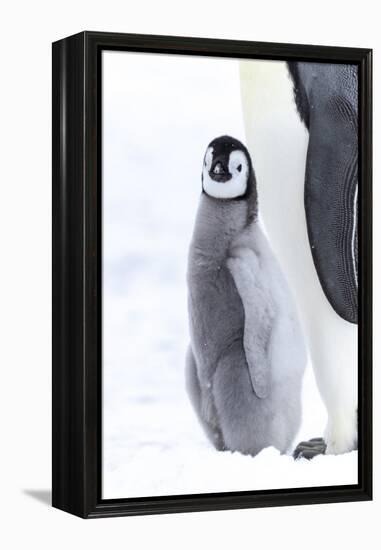 Snow Hill Island, Antarctica. Juvenile emperor penguin chick stays close to its parent.-Dee Ann Pederson-Framed Premier Image Canvas