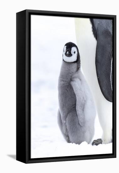 Snow Hill Island, Antarctica. Juvenile emperor penguin chick stays close to its parent.-Dee Ann Pederson-Framed Premier Image Canvas