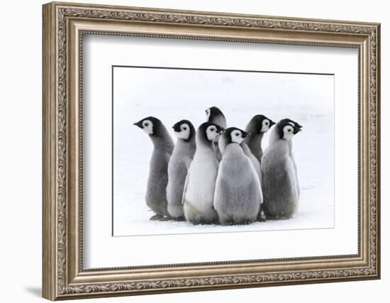 Snow Hill Island, Antarctica. Nestling creches of emperor penguin chicks.-Dee Ann Pederson-Framed Photographic Print