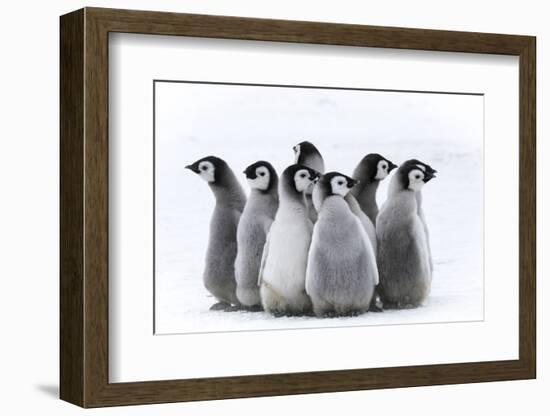 Snow Hill Island, Antarctica. Nestling creches of emperor penguin chicks.-Dee Ann Pederson-Framed Photographic Print