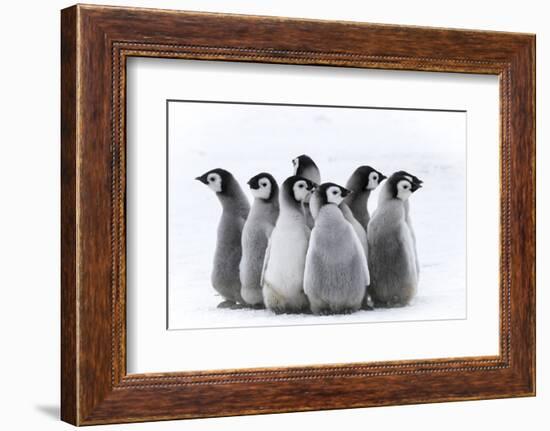 Snow Hill Island, Antarctica. Nestling creches of emperor penguin chicks.-Dee Ann Pederson-Framed Photographic Print