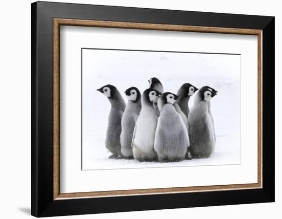 Snow Hill Island, Antarctica. Nestling creches of emperor penguin chicks.-Dee Ann Pederson-Framed Photographic Print