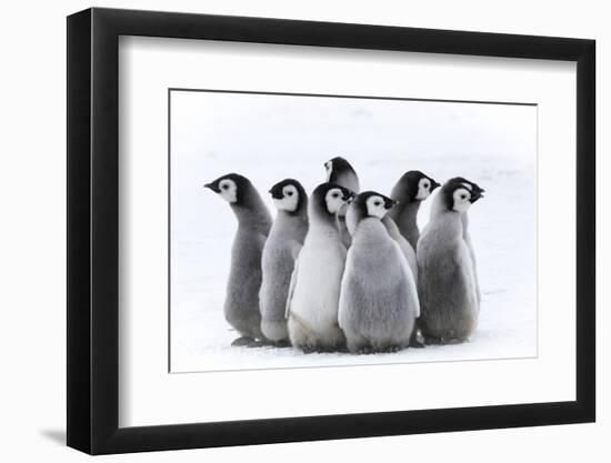 Snow Hill Island, Antarctica. Nestling creches of emperor penguin chicks.-Dee Ann Pederson-Framed Photographic Print