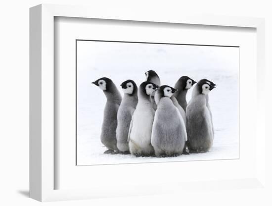 Snow Hill Island, Antarctica. Nestling creches of emperor penguin chicks.-Dee Ann Pederson-Framed Photographic Print