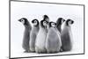 Snow Hill Island, Antarctica. Nestling creches of emperor penguin chicks.-Dee Ann Pederson-Mounted Photographic Print