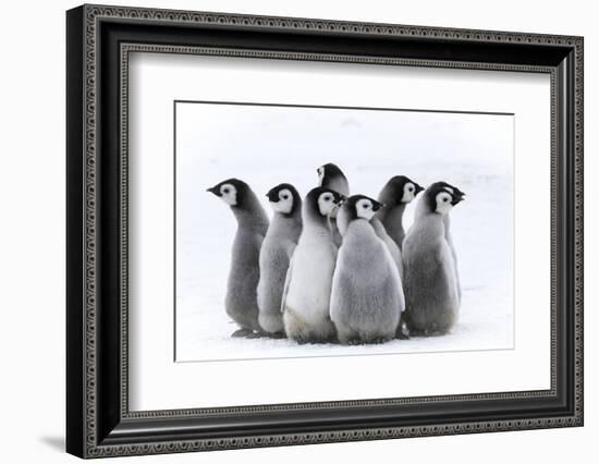 Snow Hill Island, Antarctica. Nestling creches of emperor penguin chicks.-Dee Ann Pederson-Framed Photographic Print