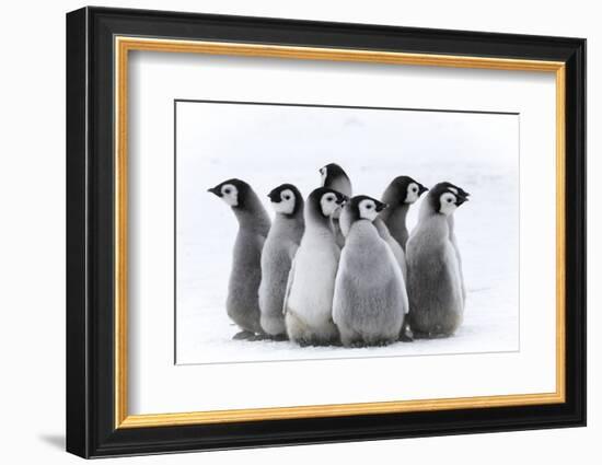 Snow Hill Island, Antarctica. Nestling creches of emperor penguin chicks.-Dee Ann Pederson-Framed Photographic Print