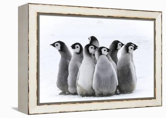 Snow Hill Island, Antarctica. Nestling creches of emperor penguin chicks.-Dee Ann Pederson-Framed Premier Image Canvas