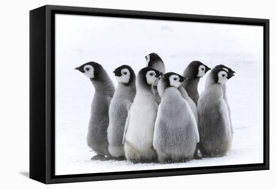 Snow Hill Island, Antarctica. Nestling creches of emperor penguin chicks.-Dee Ann Pederson-Framed Premier Image Canvas