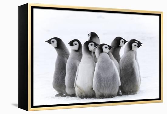 Snow Hill Island, Antarctica. Nestling creches of emperor penguin chicks.-Dee Ann Pederson-Framed Premier Image Canvas