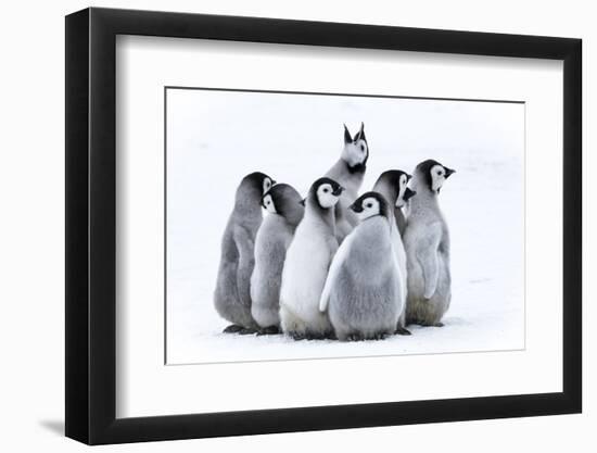 Snow Hill Island, Antarctica. Nestling emperor penguin chicks having a penguin party and singing.-Dee Ann Pederson-Framed Photographic Print