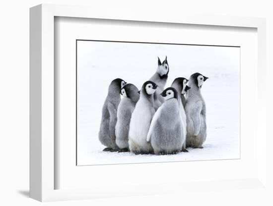 Snow Hill Island, Antarctica. Nestling emperor penguin chicks having a penguin party and singing.-Dee Ann Pederson-Framed Photographic Print