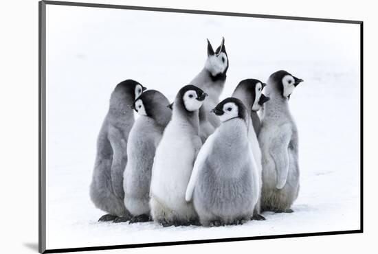 Snow Hill Island, Antarctica. Nestling emperor penguin chicks having a penguin party and singing.-Dee Ann Pederson-Mounted Photographic Print