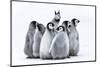 Snow Hill Island, Antarctica. Nestling emperor penguin chicks having a penguin party and singing.-Dee Ann Pederson-Mounted Photographic Print