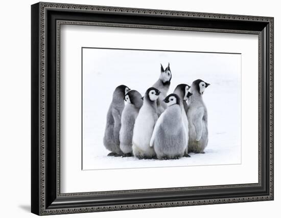 Snow Hill Island, Antarctica. Nestling emperor penguin chicks having a penguin party and singing.-Dee Ann Pederson-Framed Photographic Print