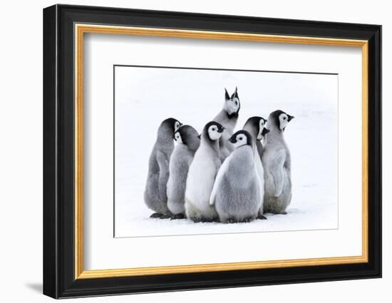 Snow Hill Island, Antarctica. Nestling emperor penguin chicks having a penguin party and singing.-Dee Ann Pederson-Framed Photographic Print