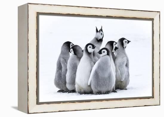 Snow Hill Island, Antarctica. Nestling emperor penguin chicks having a penguin party and singing.-Dee Ann Pederson-Framed Premier Image Canvas
