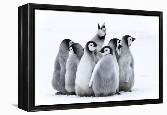 Snow Hill Island, Antarctica. Nestling emperor penguin chicks having a penguin party and singing.-Dee Ann Pederson-Framed Premier Image Canvas