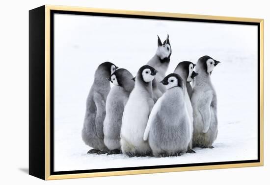 Snow Hill Island, Antarctica. Nestling emperor penguin chicks having a penguin party and singing.-Dee Ann Pederson-Framed Premier Image Canvas