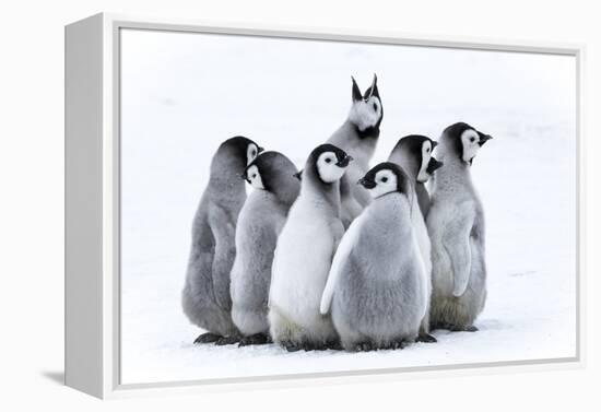 Snow Hill Island, Antarctica. Nestling emperor penguin chicks having a penguin party and singing.-Dee Ann Pederson-Framed Premier Image Canvas