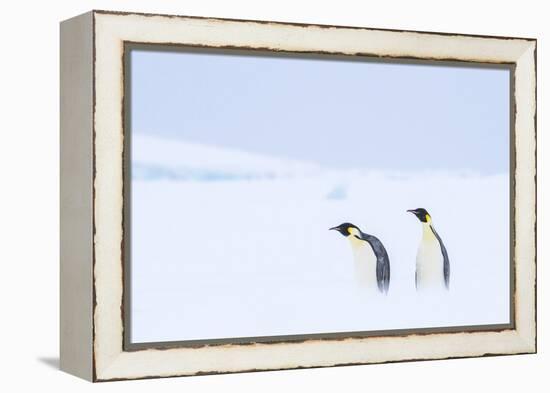 Snow Hill Island, Antarctica. Pair of Emperor penguins traversing the ice shelf during a storm.-Dee Ann Pederson-Framed Premier Image Canvas