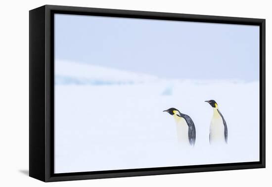 Snow Hill Island, Antarctica. Pair of Emperor penguins traversing the ice shelf during a storm.-Dee Ann Pederson-Framed Premier Image Canvas