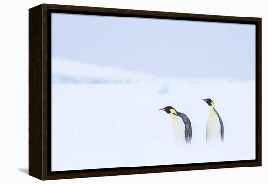 Snow Hill Island, Antarctica. Pair of Emperor penguins traversing the ice shelf during a storm.-Dee Ann Pederson-Framed Premier Image Canvas