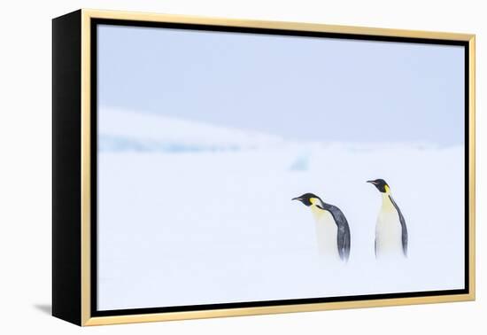 Snow Hill Island, Antarctica. Pair of Emperor penguins traversing the ice shelf during a storm.-Dee Ann Pederson-Framed Premier Image Canvas