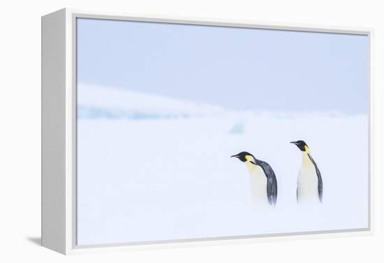 Snow Hill Island, Antarctica. Pair of Emperor penguins traversing the ice shelf during a storm.-Dee Ann Pederson-Framed Premier Image Canvas