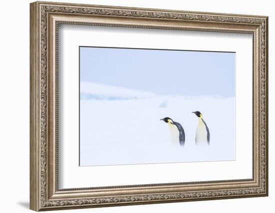 Snow Hill Island, Antarctica. Pair of Emperor penguins traversing the ice shelf during a storm.-Dee Ann Pederson-Framed Photographic Print